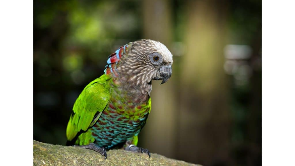 Hawk headed Parrot