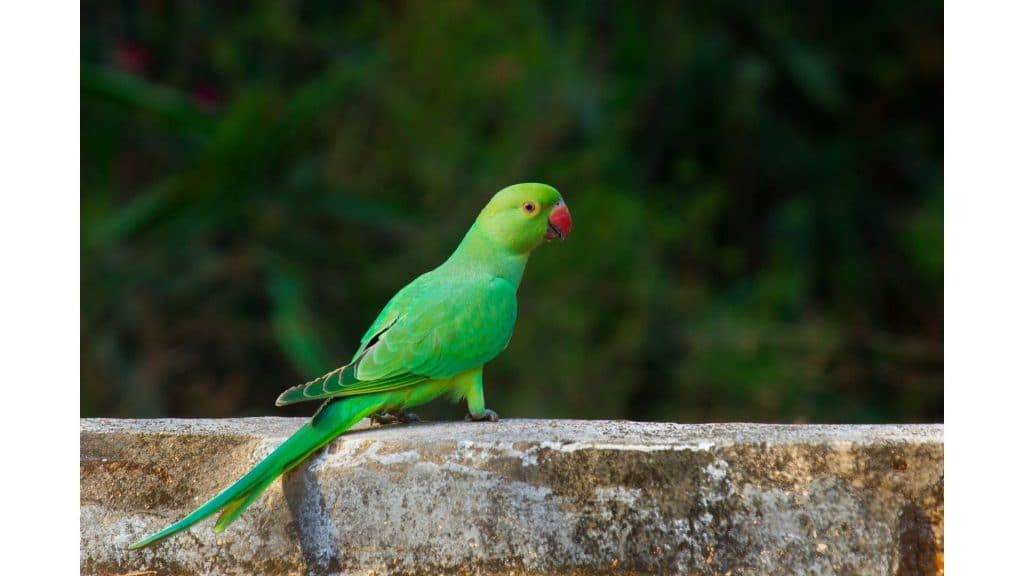 Large parakeet