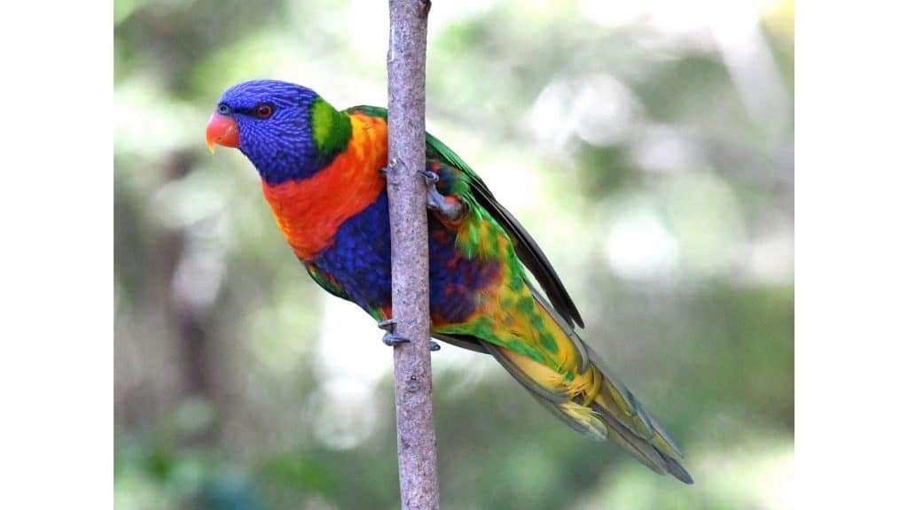 Lorikeets