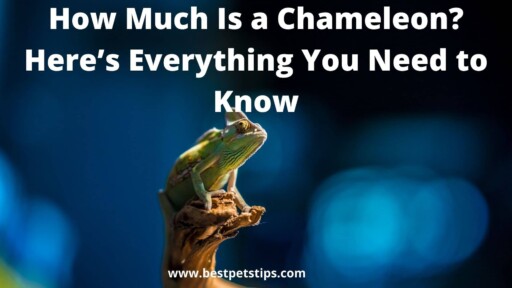 How Much Is a Chameleon? Here’s Everything You Need to Know
