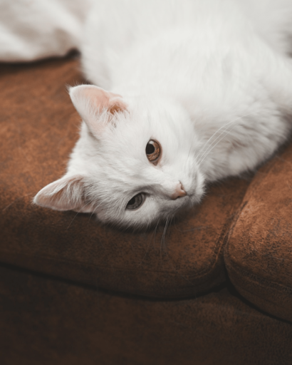 How To Identify A Turkish Angora Cat