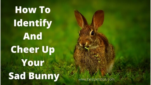 How To Identify And Cheer Up Your Sad Bunny