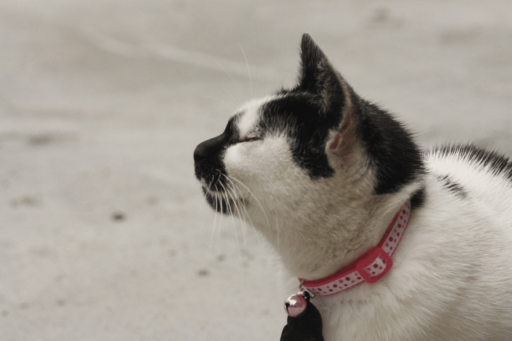 How To Keep A Collar On A Cat