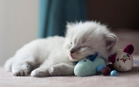 Sleeping kitten - Cats & Animals Background Wallpapers on Desktop Nexus  (Image 2236128)