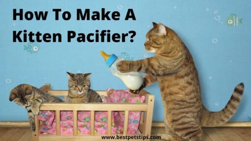 How To Make A Kitten Pacifier? All You Need To Know