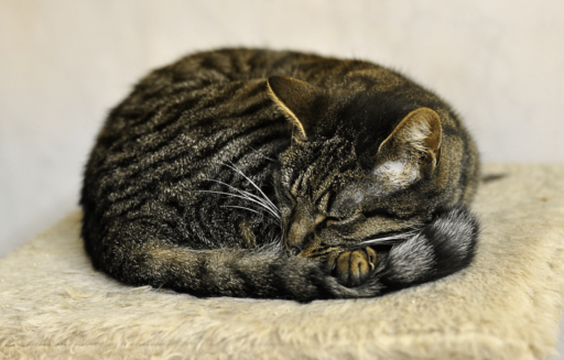 How To Stop Cats From Scratching Leather Furniture