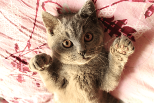 How To Surrender A Cat