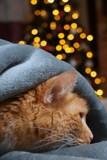 How To Tell If A Cat Has Anxiety