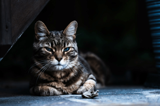 How To Tell If Your Cat Has A Tick