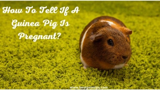 How To Tell If a Guinea Pig Is Pregnant? All You Need To Know