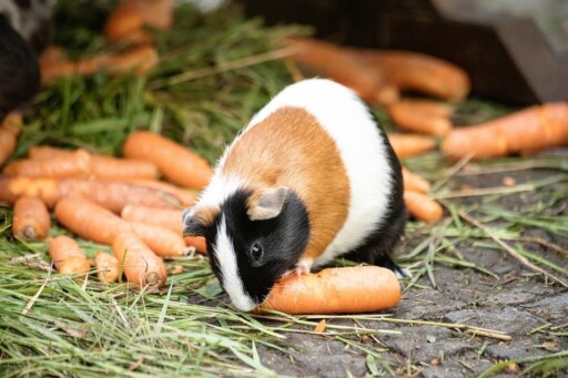 Guinea pig eating carrot