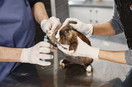Guinea pig with vet