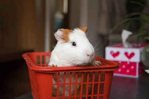 Guinea pig in basket