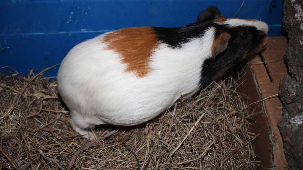 Pregnant Guinea pig