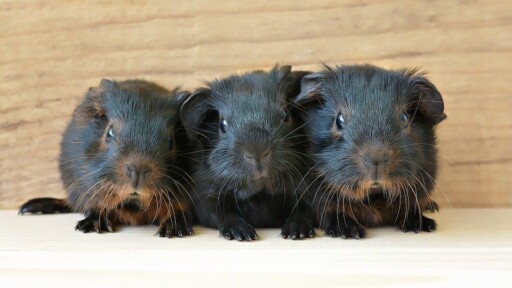 Three Guinea pigs