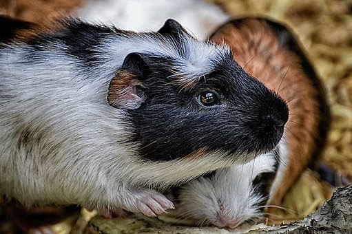 Guinea pig
