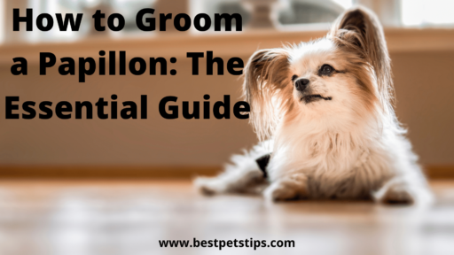 How to Groom a Papillon: The Essential Guide