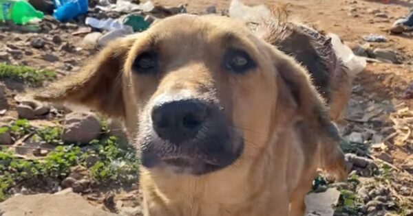 Humans Were Always Mean To Her, So She Didn’t Trust These Rescuers