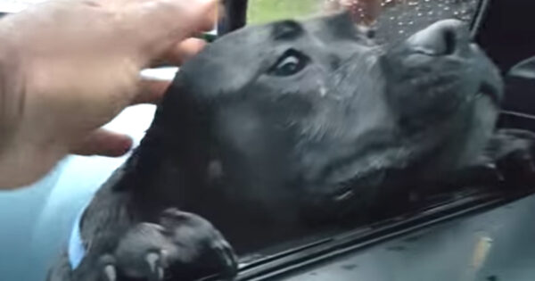 Hungry Dog Wanders Up To Stranger’s Car, Man Makes The Mistake Of Offering Food