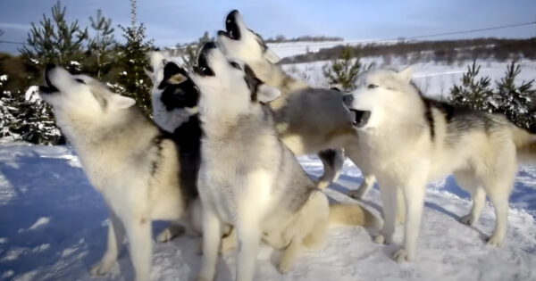 Huskies Break Out Into A Birthday Song For Their Friend Upon Command