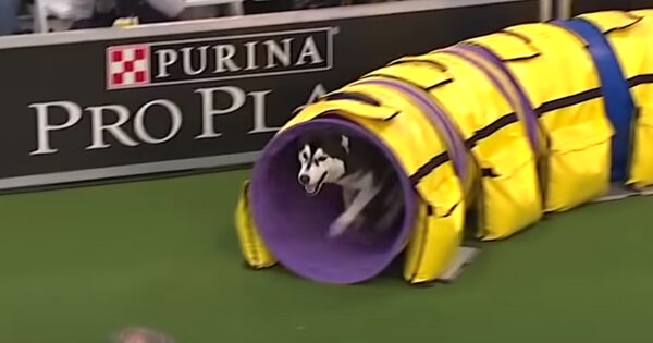 Husky Becomes Camera-Shy During Agility Competition With Border Collie