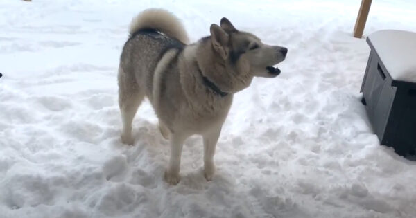 Husky Clearly Says ‘No’ And Shakes Her Head When Told To Come In From The Snow