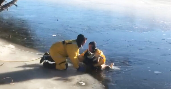 Husky Falls Through The Ice On A River, And Only Firefighters Can Help Him Now