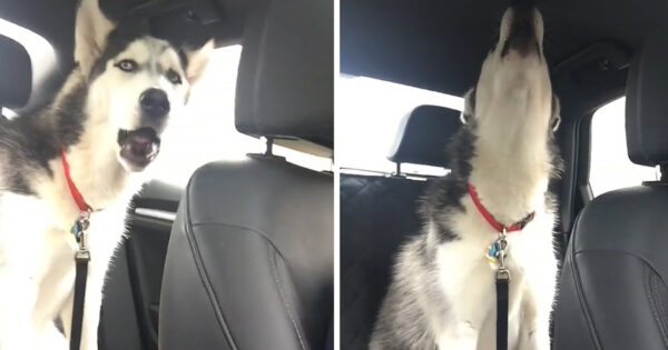 Husky Is Disappointed With The Rain, Lets Mom Hear All About It