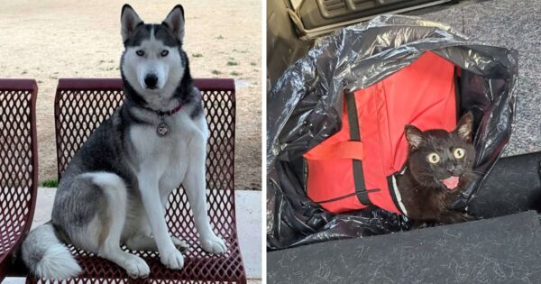 Husky Stops On Her Walk To Check Out A Cooler And Saves A Life