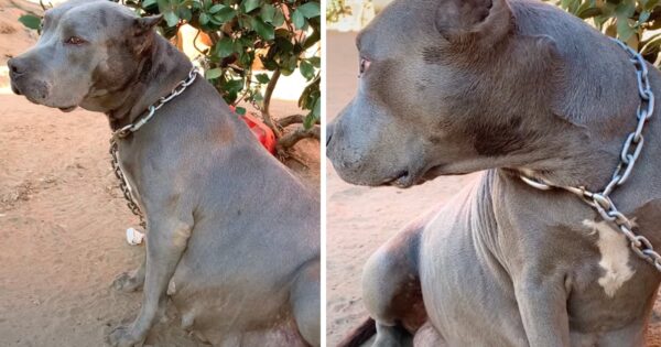 Ignored Pregnant Pittie Sat On The End Of A Chain Ready To Pop