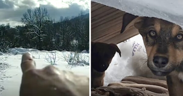 In The Middle Of Nowhere, 9 Puppies Were Dumped In The Deep Snow