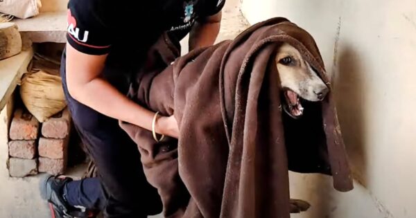 Injured Stray Cried Out As They Carried Him, But Soon He’d Be Singing