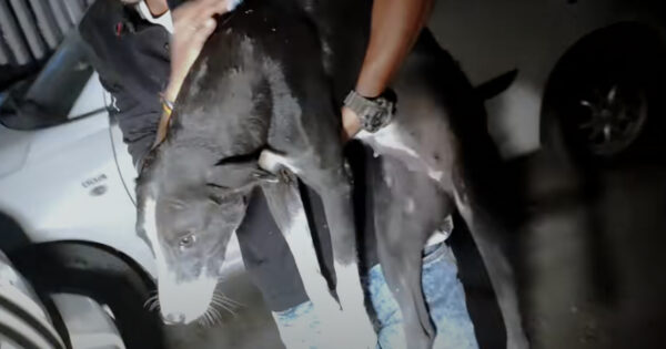 Injured Stray Had Resigned To This Street Life Right Before They Showed Up