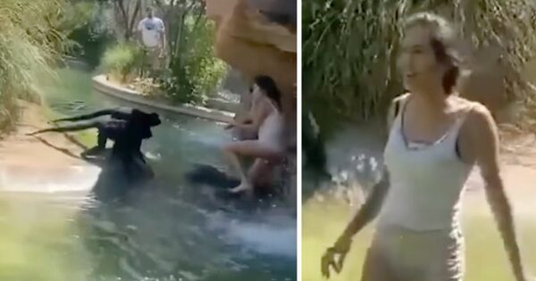 Investigation Underway After Woman Enters Spider Monkey Enclosure At The Zoo