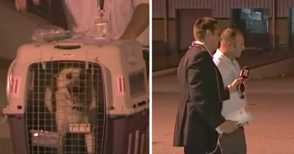 Iraqi Dog Is About To Be Reunited With The Soldier Who Saved Her On Live TV