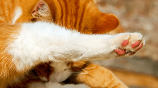 Is Dawn Dish Soap Safe For Cats