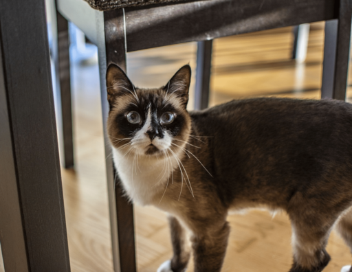 Is It Cruel To Keep Cat Indoors