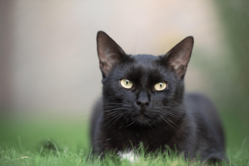 Is It True That All Black Cats Have Green Eyes