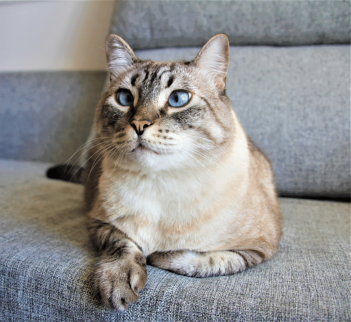 Is It True That All Cats React To Catnip