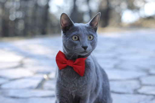 Is It True That All Russian Blue Cats Have Green Eyes