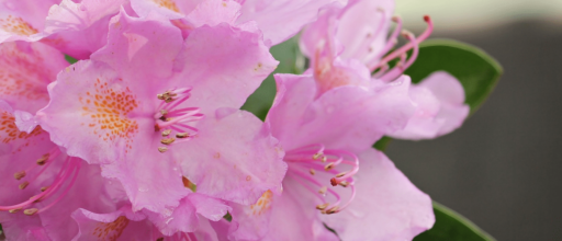Is Rhododendron Toxic To Cats