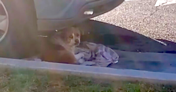 It’d Been So Long, This Dog Forgot Human Touch & Stayed Hidden Under A Car