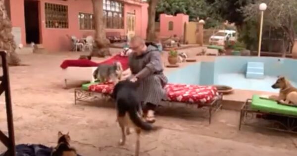 It’s ‘Hard’ To Sit And Take A Break At This Animal Shelter