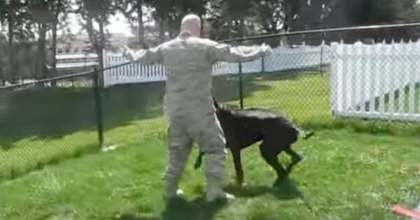 It’s A Military Reunion For A Dog Who Stands Taller Than His Dad