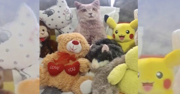 It’s Hard To Spot The Cat Hiding Amongst All Of His Toys
