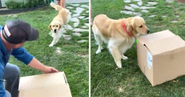 Jaxx The Golden Retriever Unboxes His New Best Friend