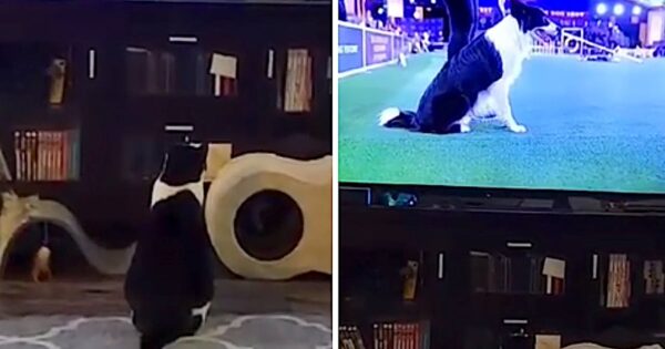 Jealous Cat Watches Border Collie Run Agility Course On TV