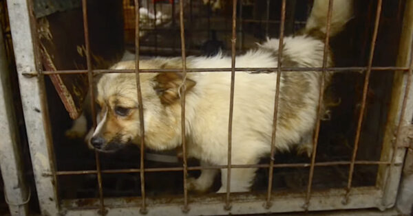 Jennie Was Holding Out Hope While Kept In A Cage From Sunup To Sundown