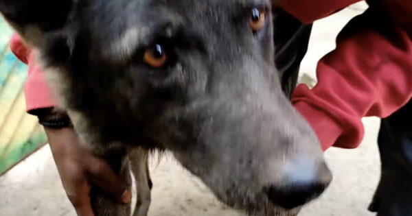 Kalu Looked Normal, But His Belly Told The Story Of A Different Dog