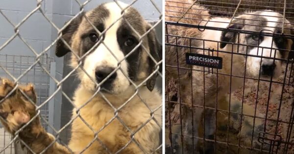 Kept In A Tiny Crate For 6 Years, This Dog Never Had Any Proper Interaction